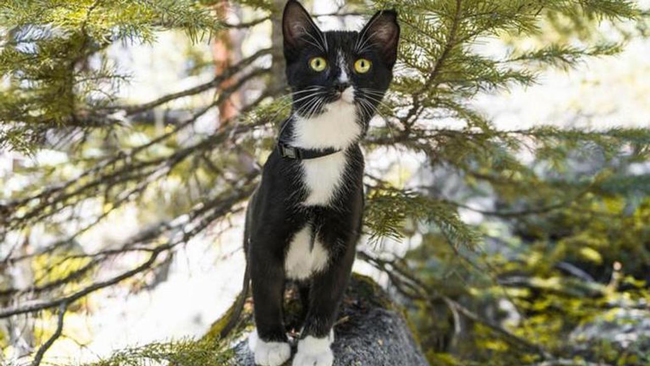 Cat trapped inside electric cable rescued in Turkey