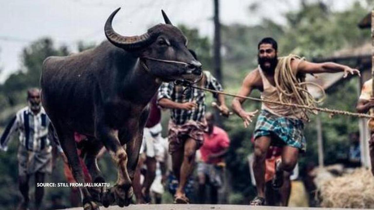 jallikattu movie