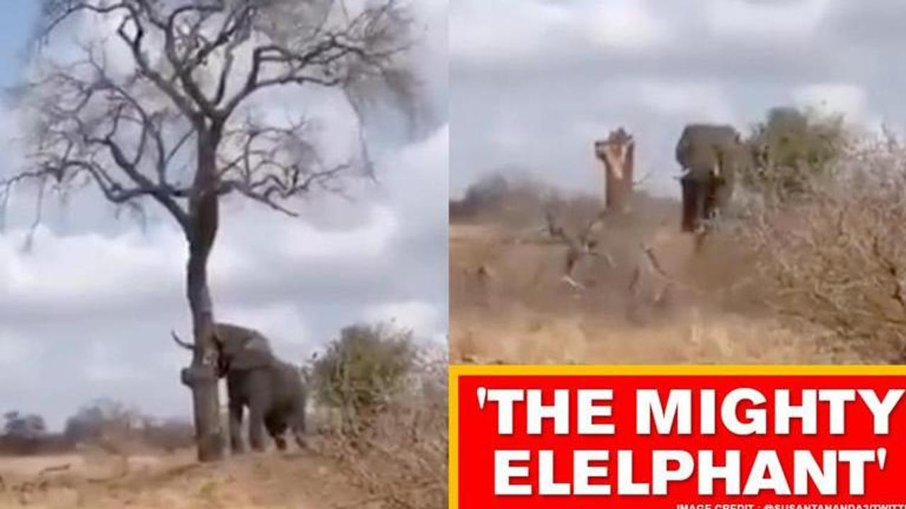 Video shows elephant breaking a tree into half, netizens stunned