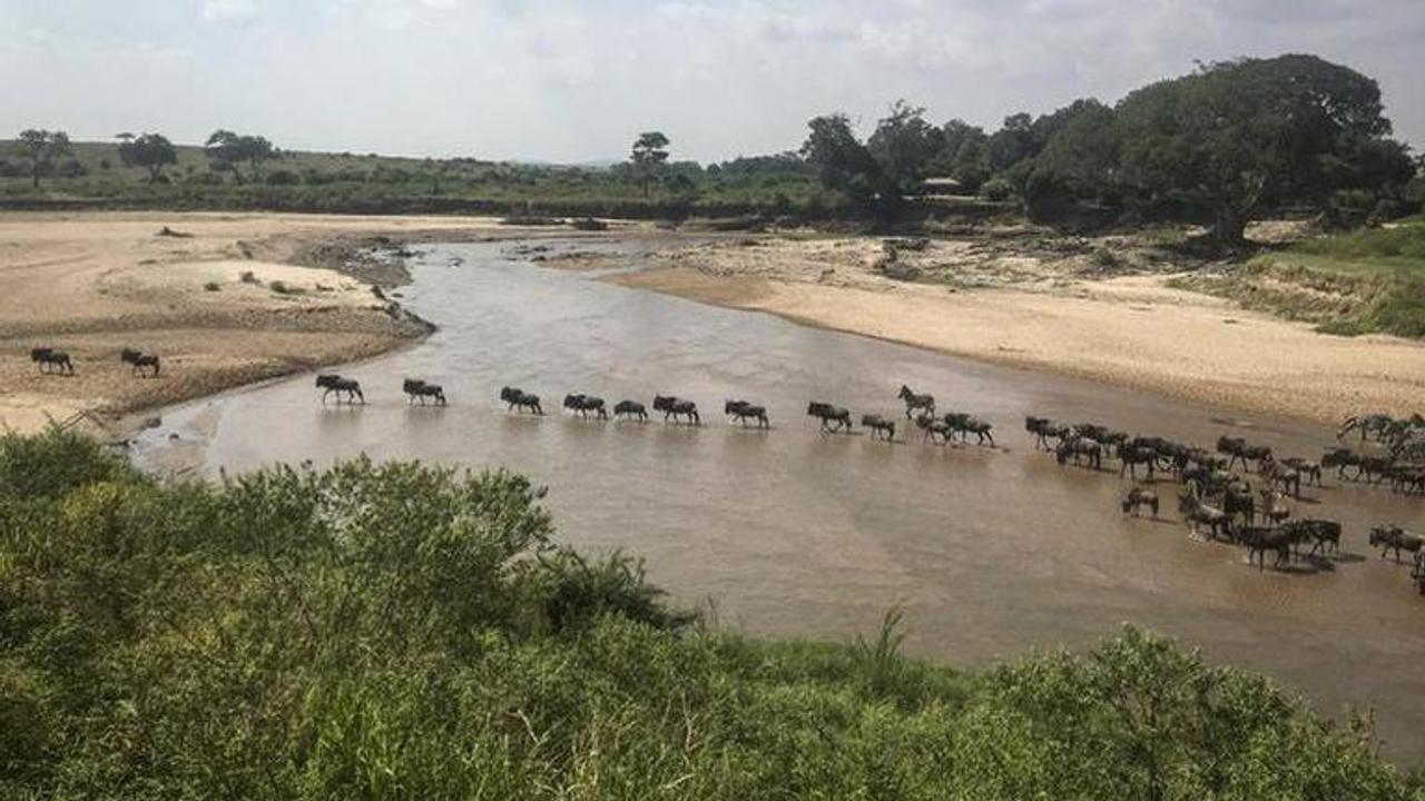 Virus keeps tourists from Africa's great wildlife migration