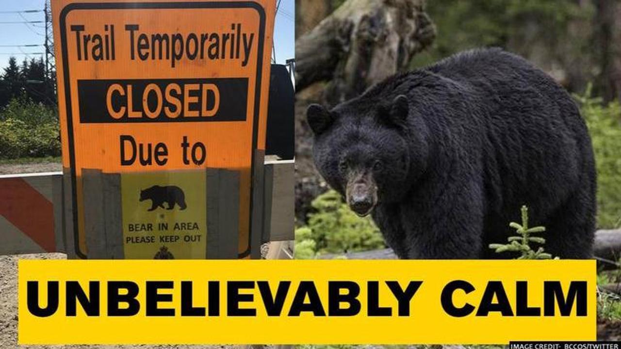 Runner gets tapped on leg by black bear in Canada, escapes unharmed