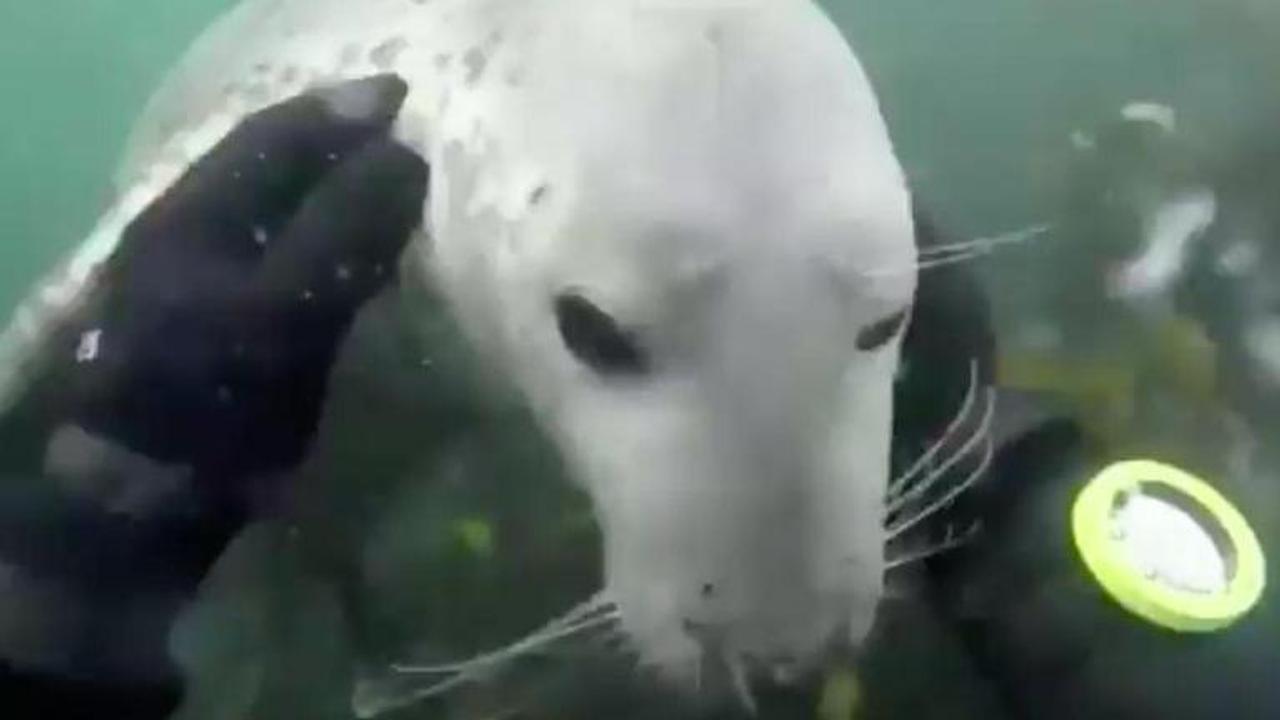 seal