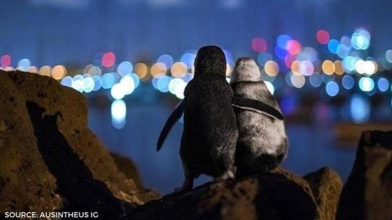 fairy penguins