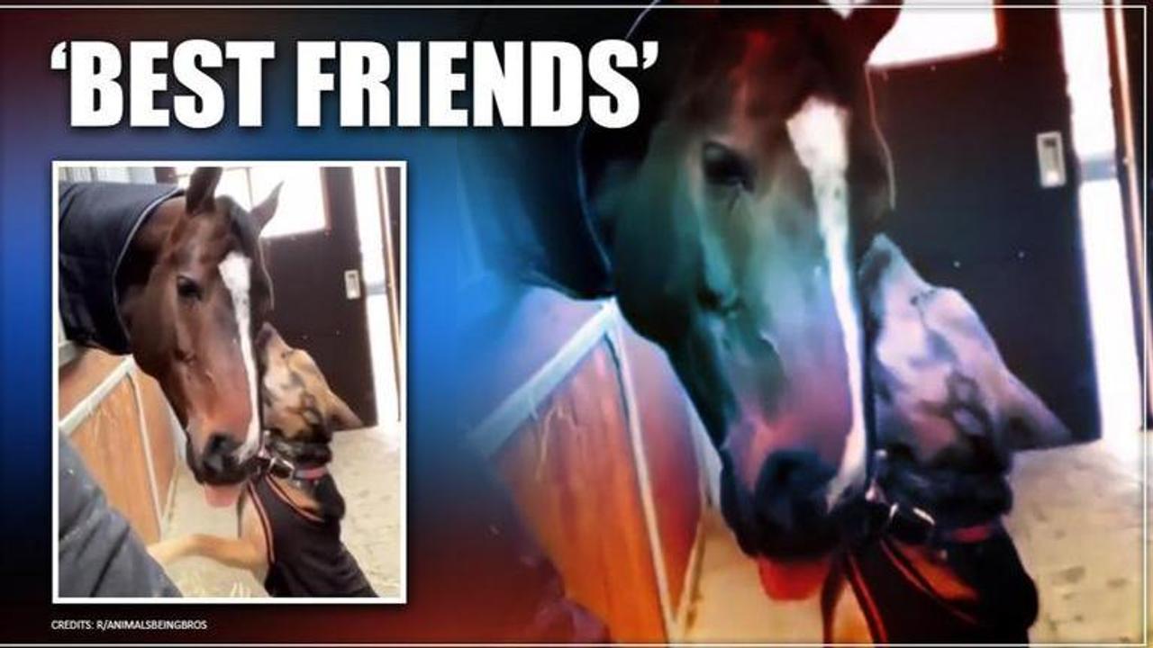 Dog and horse's adorable friendship is winning netizens hearts. Watch