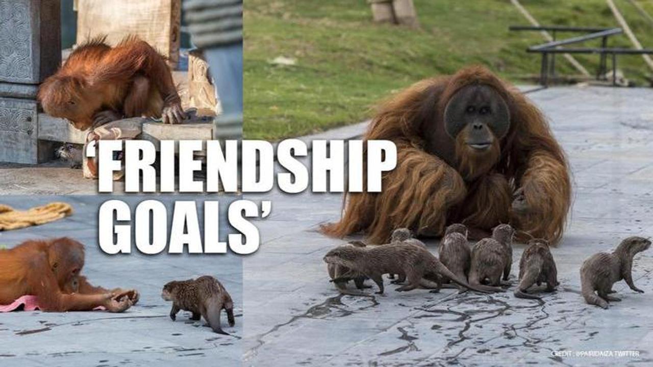 Orangutans form bond with Otters, who share their enclosure in a Belgium zoo