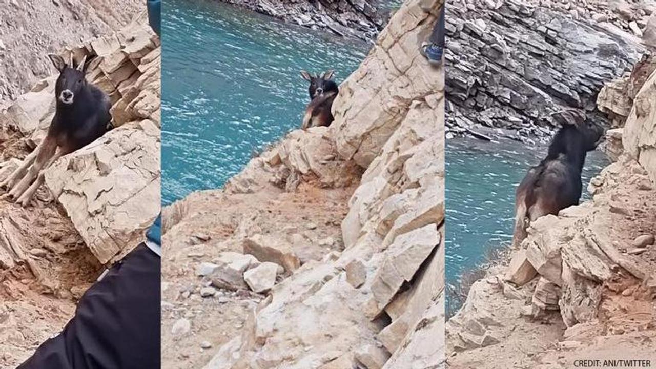 Rare Himalayan Serow spotted in Spiti, photo amuses internet