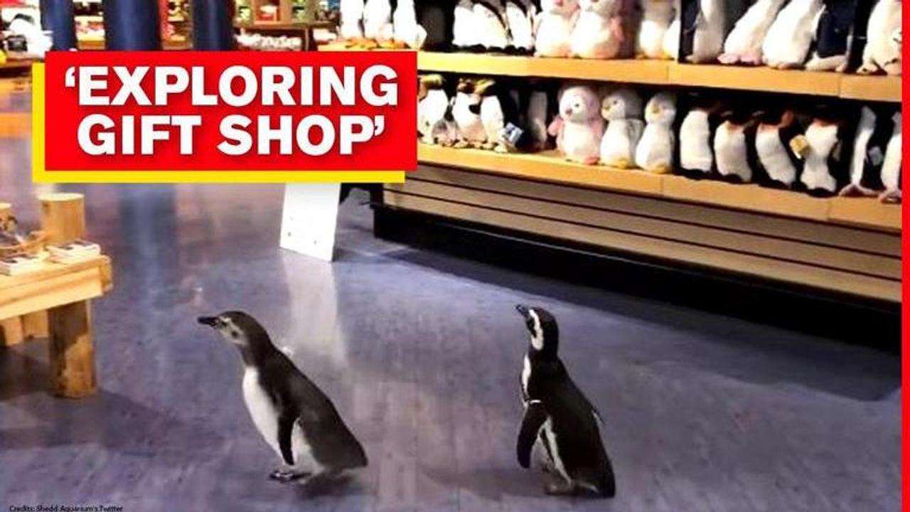 Penguins