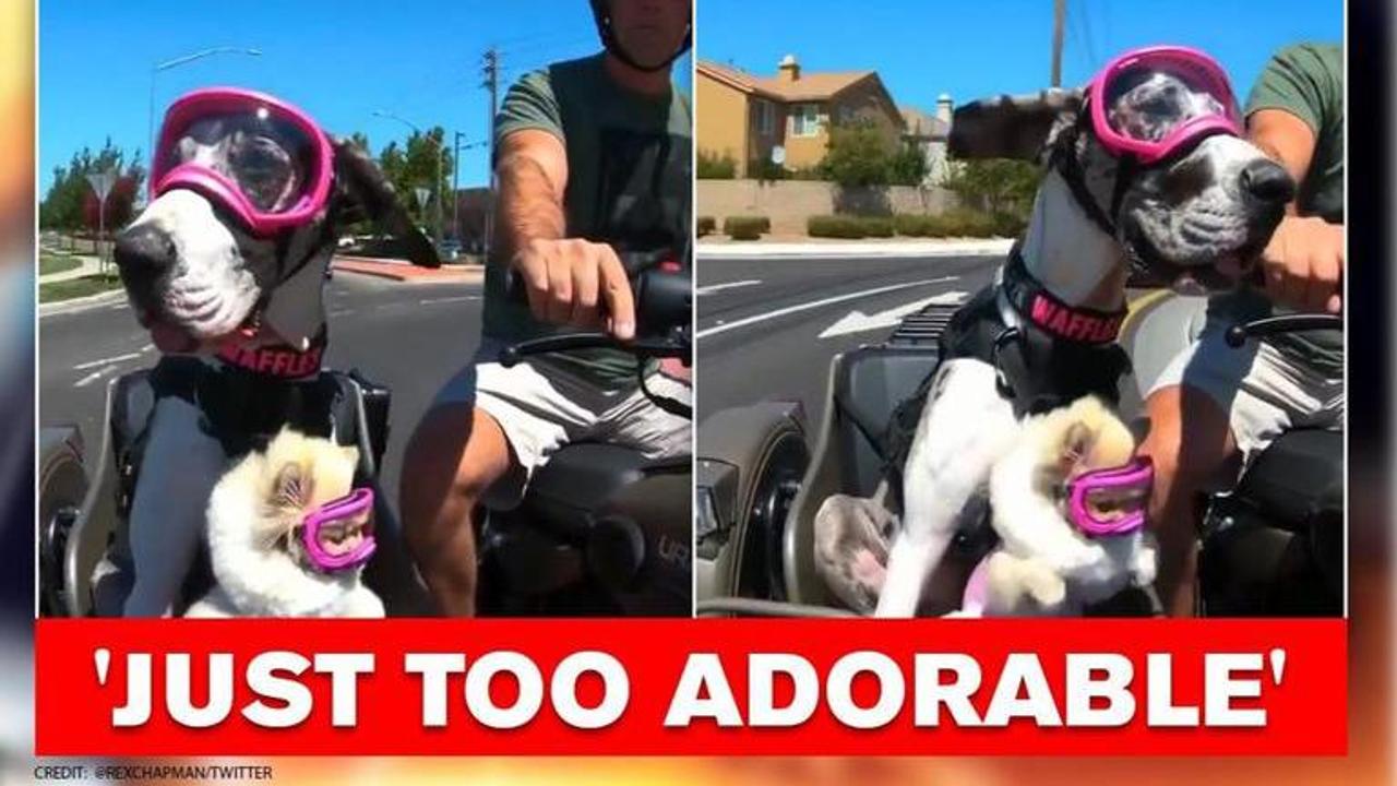 Pet dogs ride motorbike around the city, netizens say 'they're having the best life'