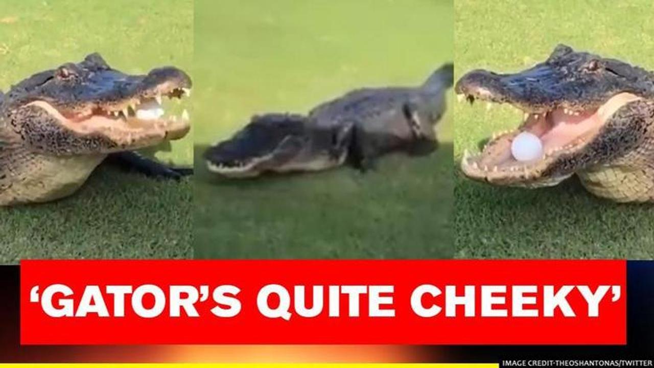 alligator