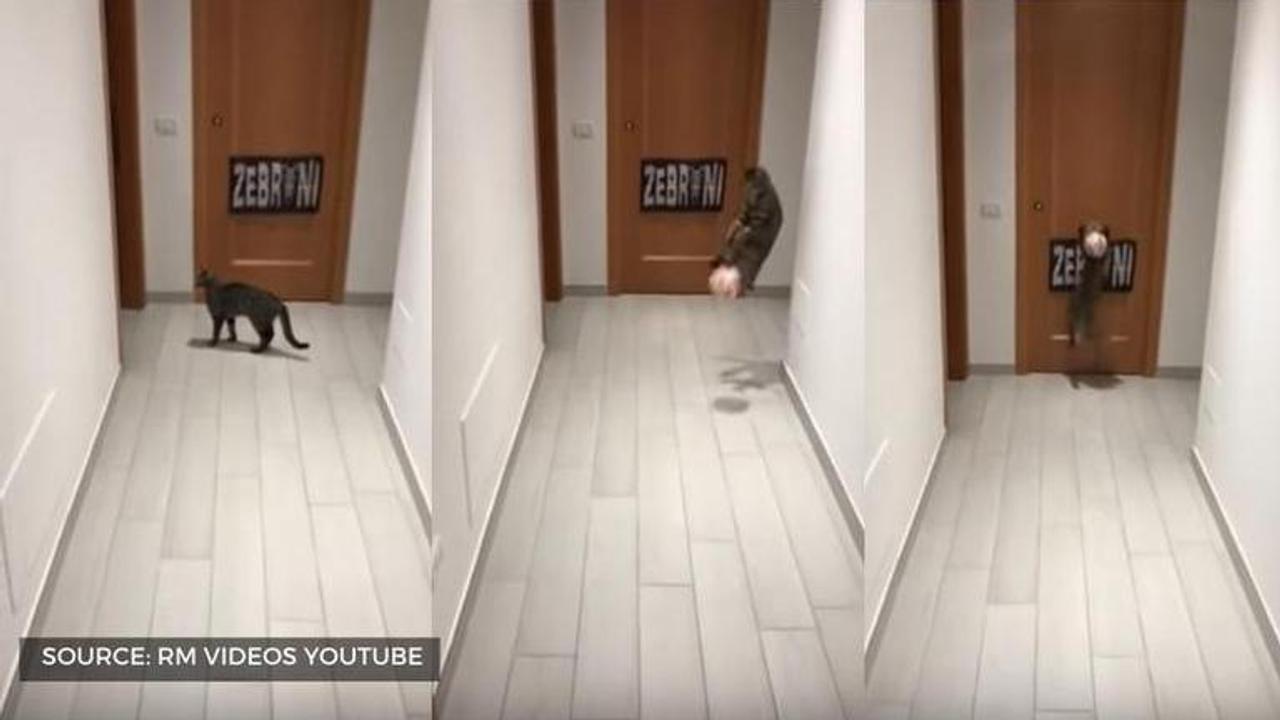 youtube goalkeeper cat