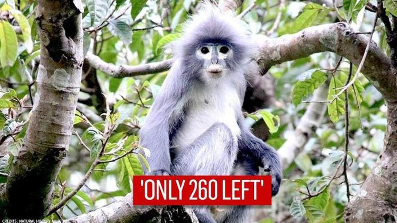 endangered primate species