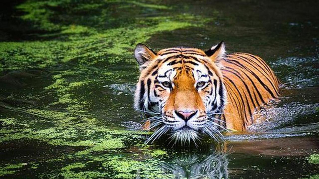 MP: Decomposed tiger carcass found in Panna