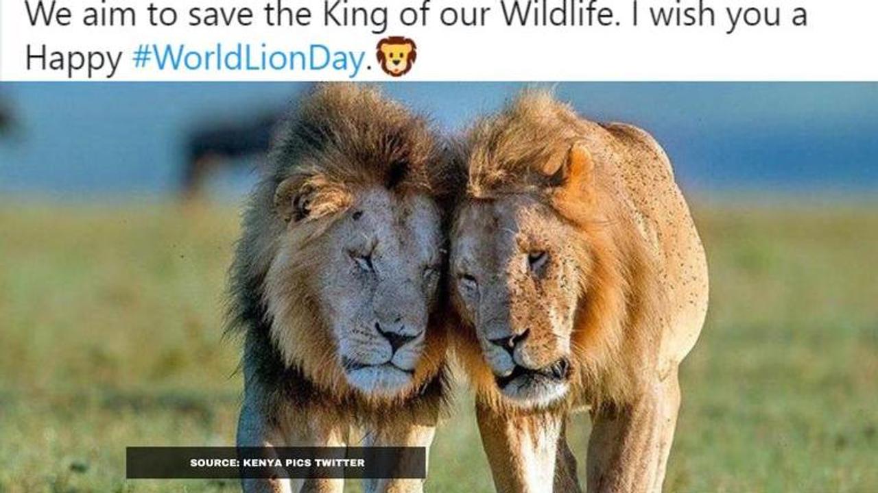 world lions day