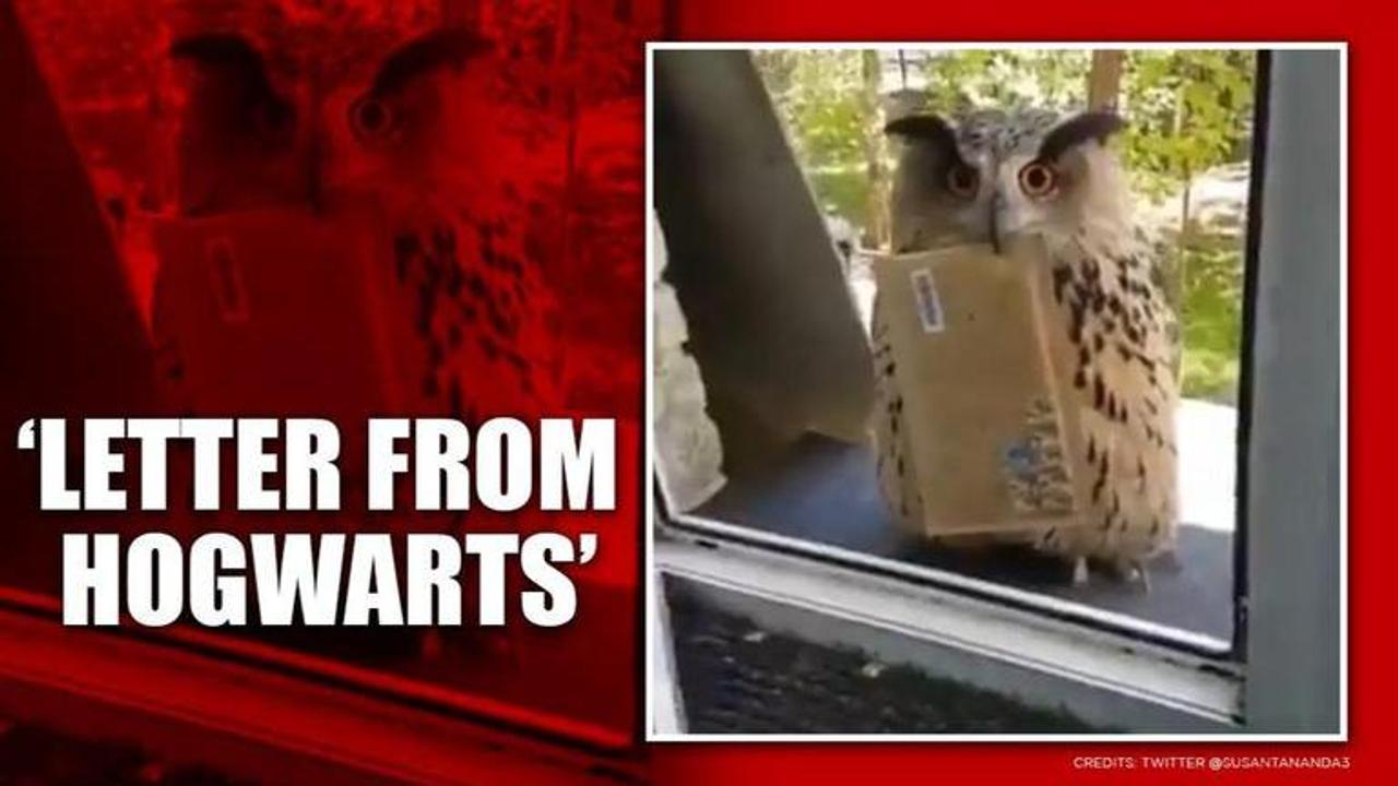 'Its Hedwig!': Video of owl delivering mail leaves netizens in 'Harry Potter' nostalgia