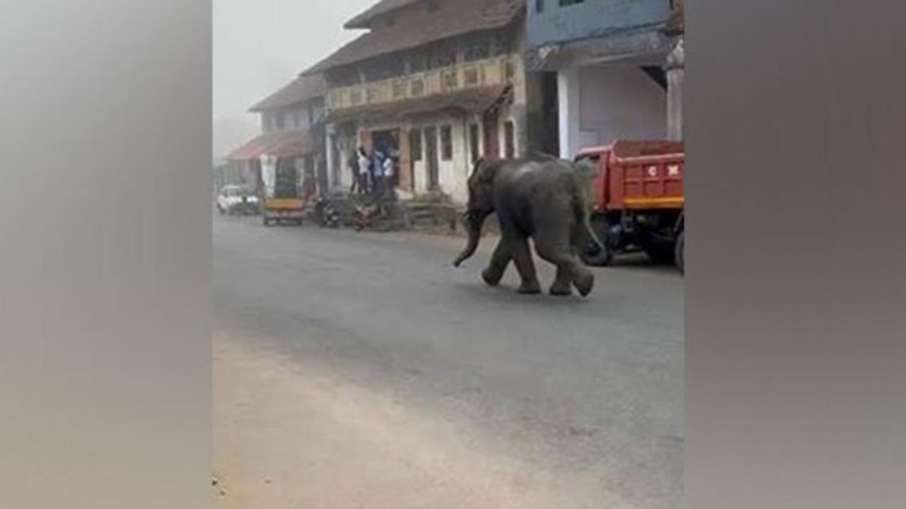 Panic Erupts as Elephant Enters Residential Locality in K'taka's Kodagu