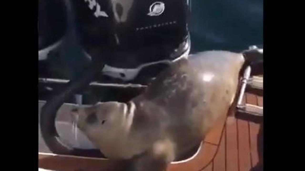 Seal escapes at the last second by jumping on a boat