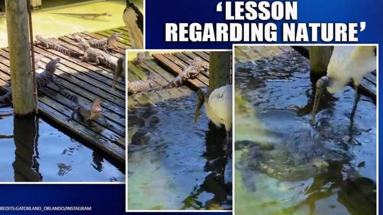 Florida: 'Feisty' baby alligators battle 'huge' wood stork. Watch