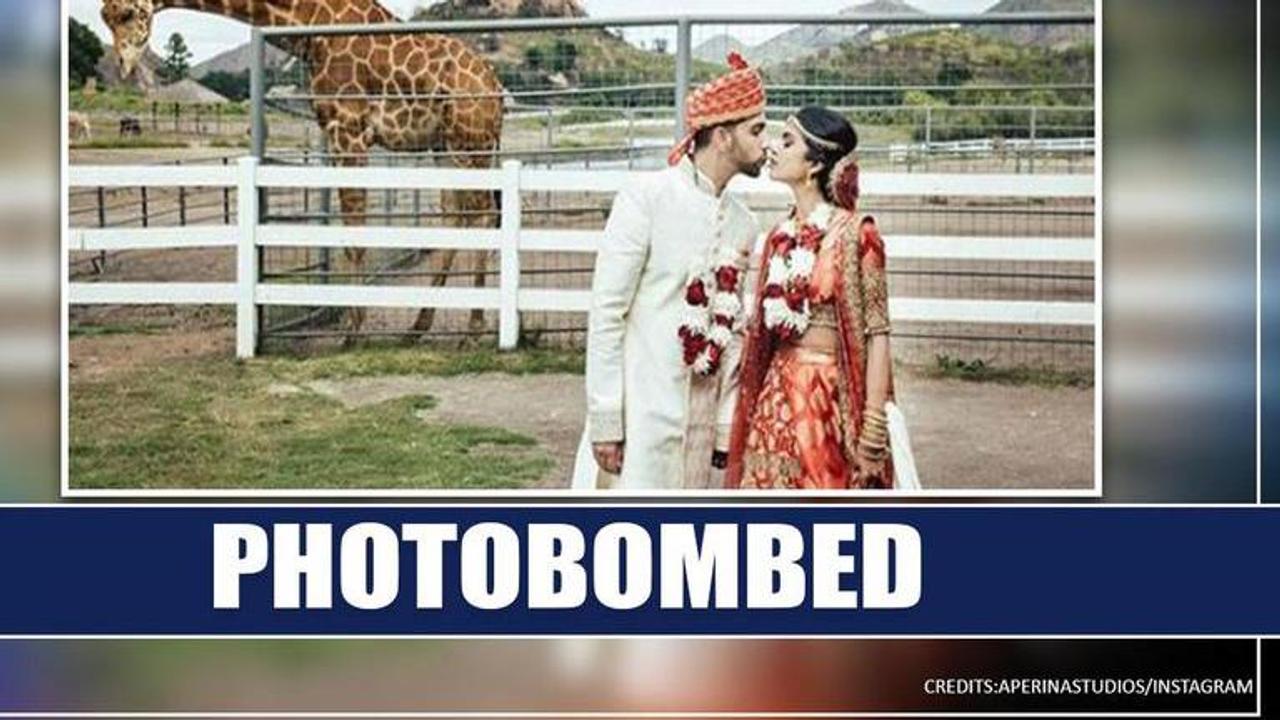 'Wedding shoot photobombed': Giraffe captured snatching groom's turban