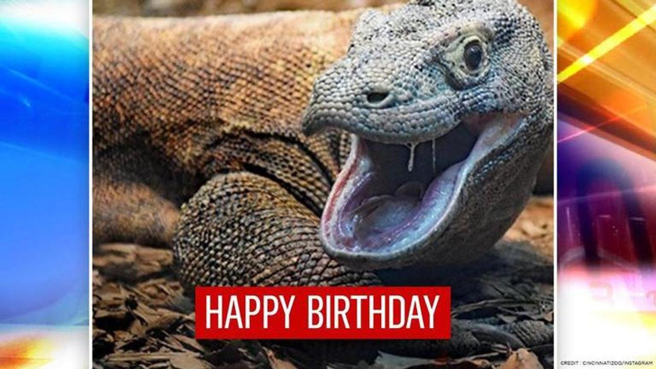 Cincinnati Zoo wishes Hudo the Komodo dragon on his birthday| Watch