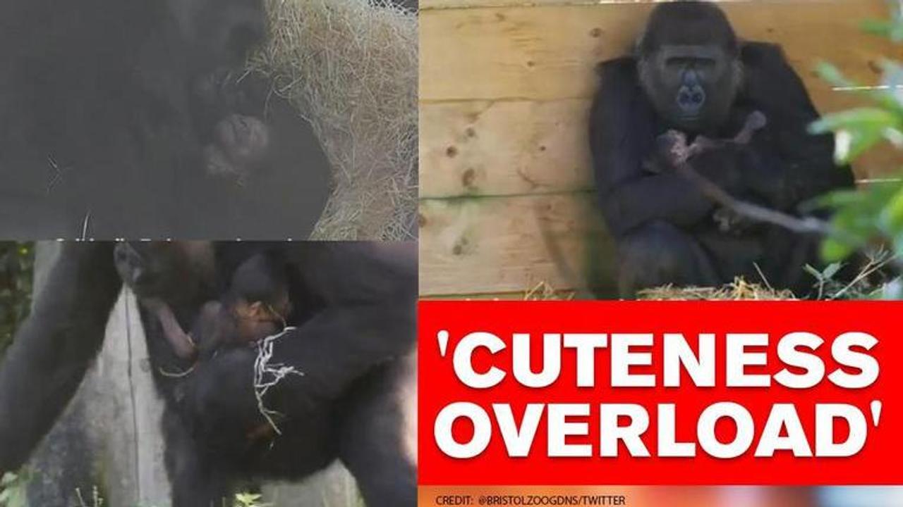 Bristol Zoo welcomes newest addition, a western lowland baby gorilla