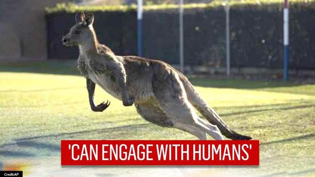 Kangaroos