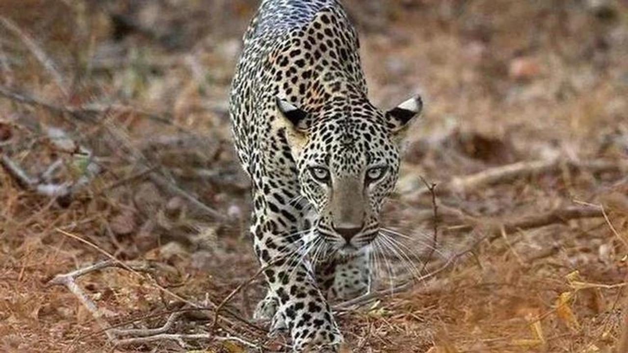 Leopard