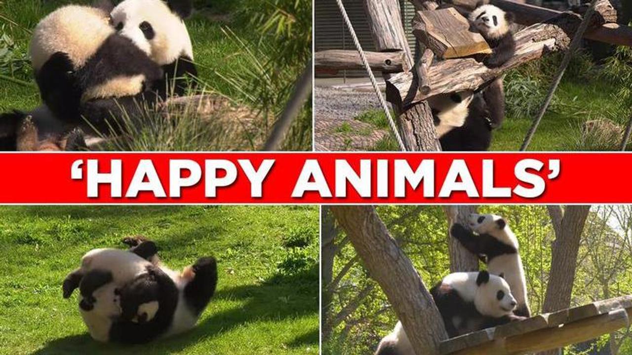 Panda cub joyfully rolls with his mother in Berlin Zoo, netizens delighted