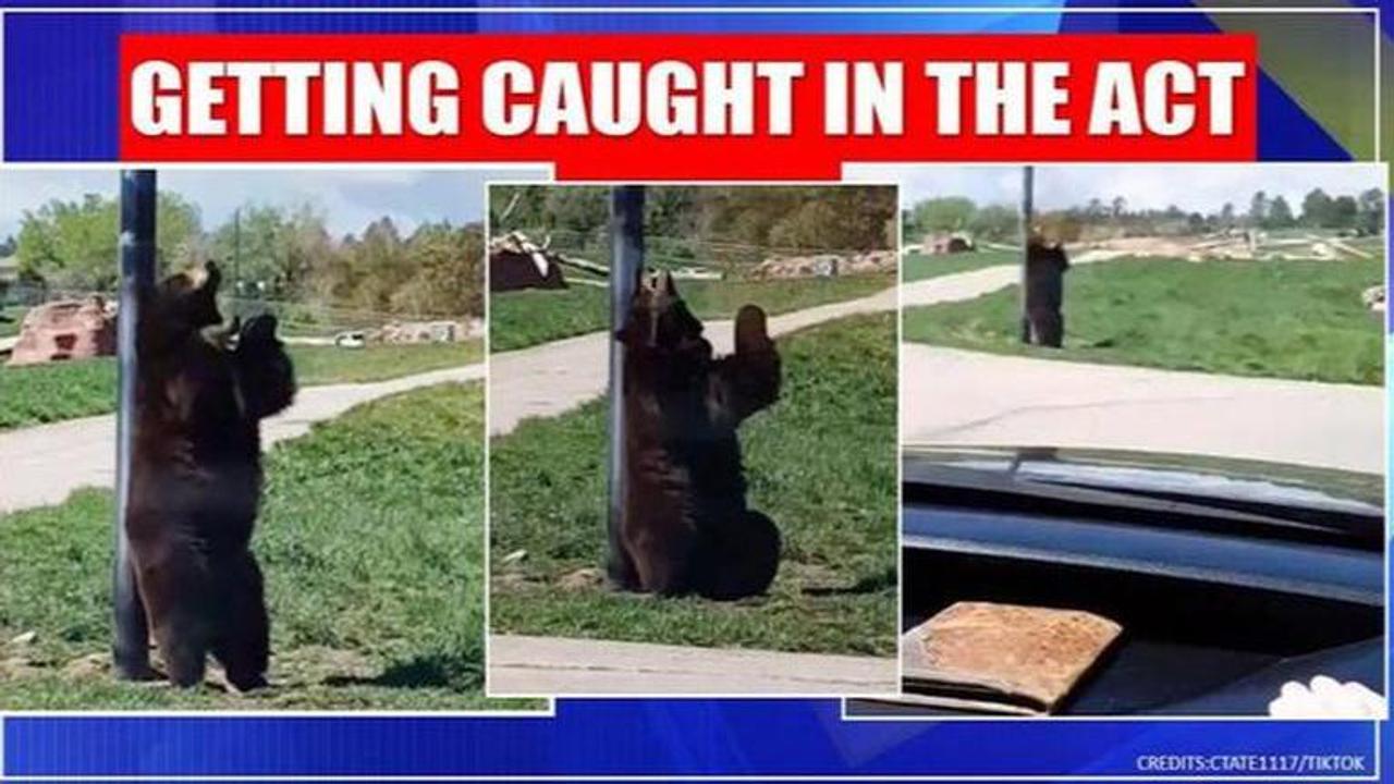 Bear caught scratching an itch at wildlife park in South Dakota, USA