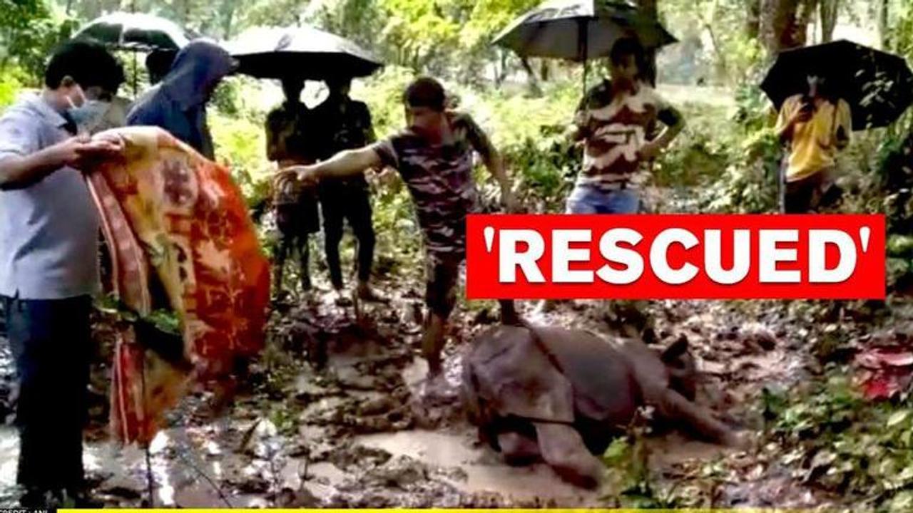 Assam: Kaziranga staff & CWRC rescue female rhino calf in joint operation