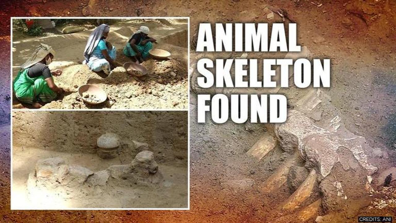 Tamil Nadu: Animal skeleton remains found in Manalur. See pics.