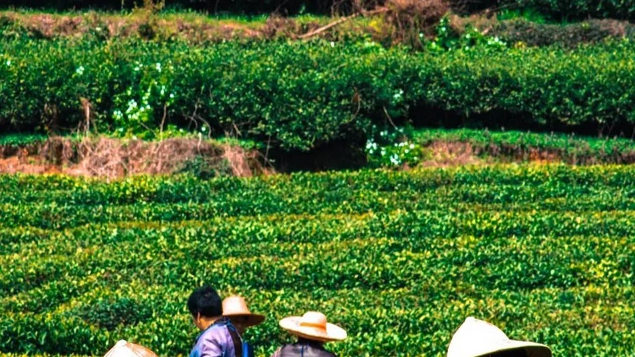 The rising input costs have notably hindered operational viability in these tea gardens, impacting price realisation at auctions and the overall industry's sustainability.