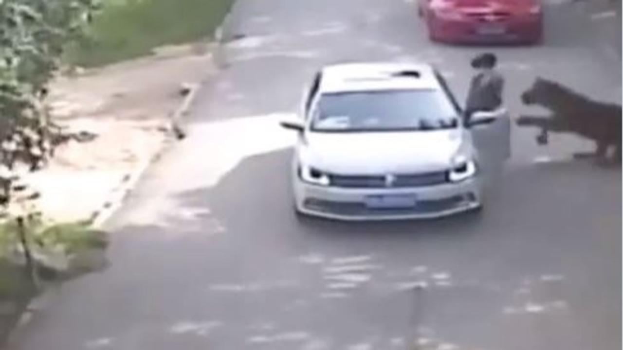 Terrifying Footage Of Tiger Viciously Dragging A Woman After She Gets Out Of Her Car