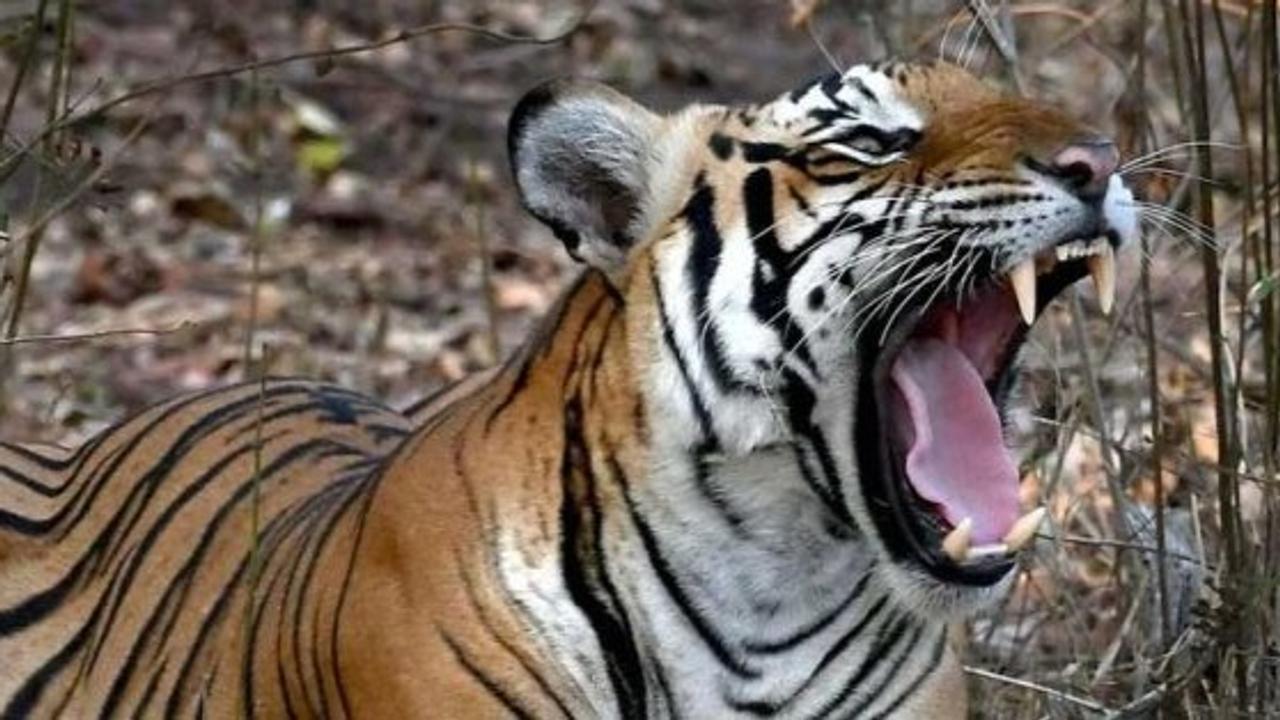 tiger cub dies after being hit by a vehicle in Tamil Nadu