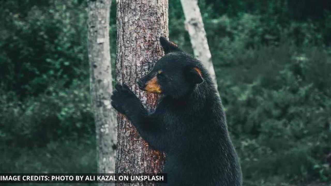 baby bear video