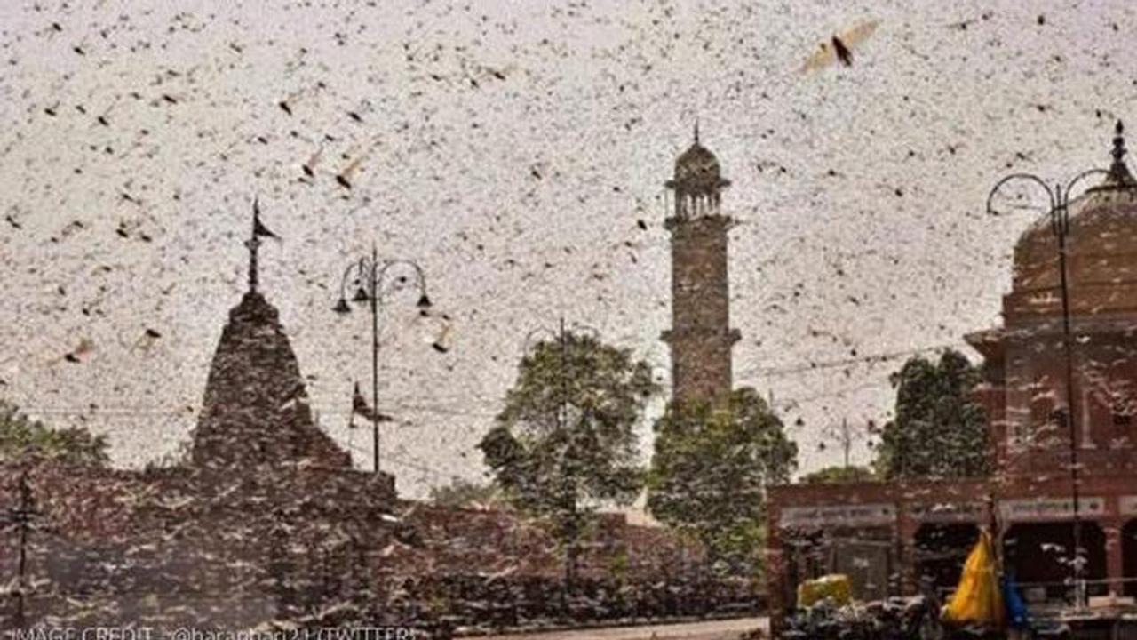 locusts in india