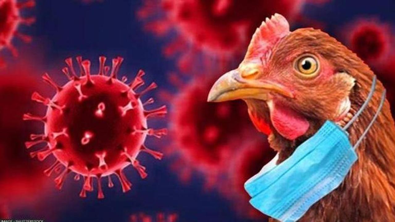 Chile H5N1