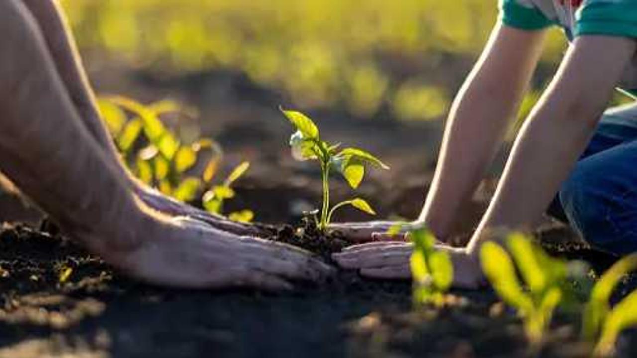 Tree plantation programme in Rajasthan's Alwar