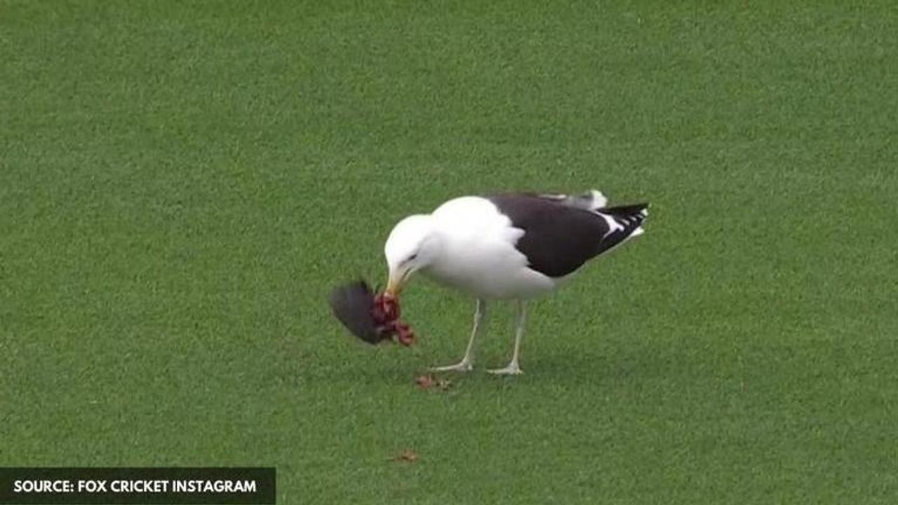 NZ vs WI 2nd Test