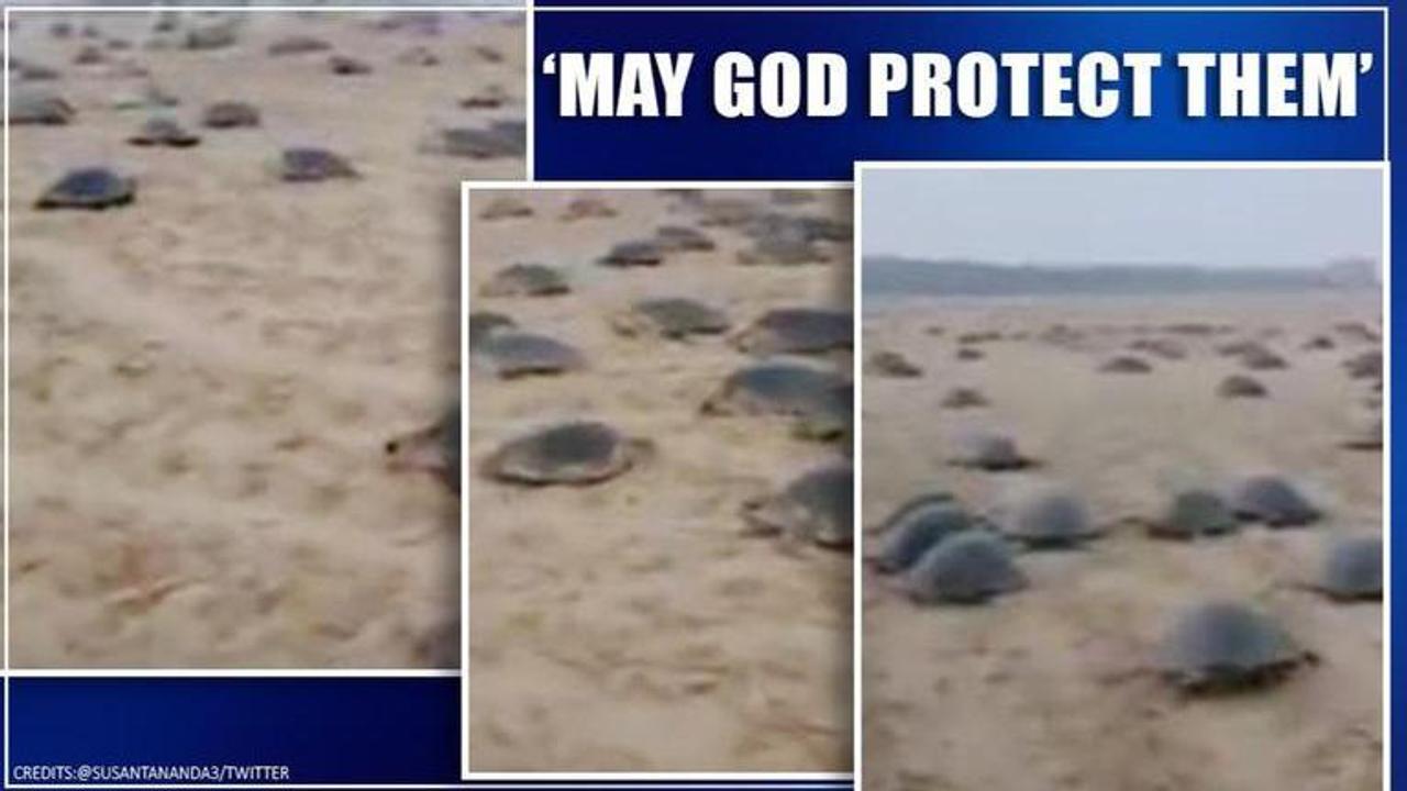 Video of turtles’ annual nesting sojourn leaves netizens amused