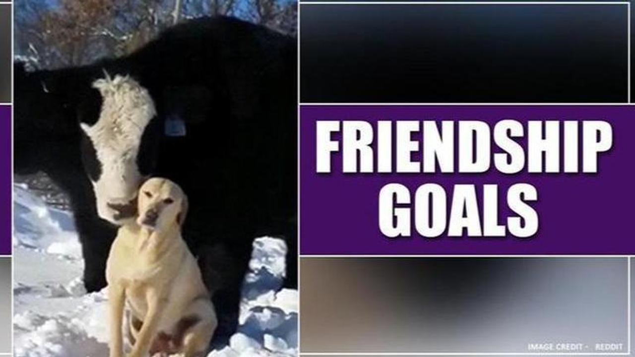 This adorable friendship of cow and dog is winning hearts on social media