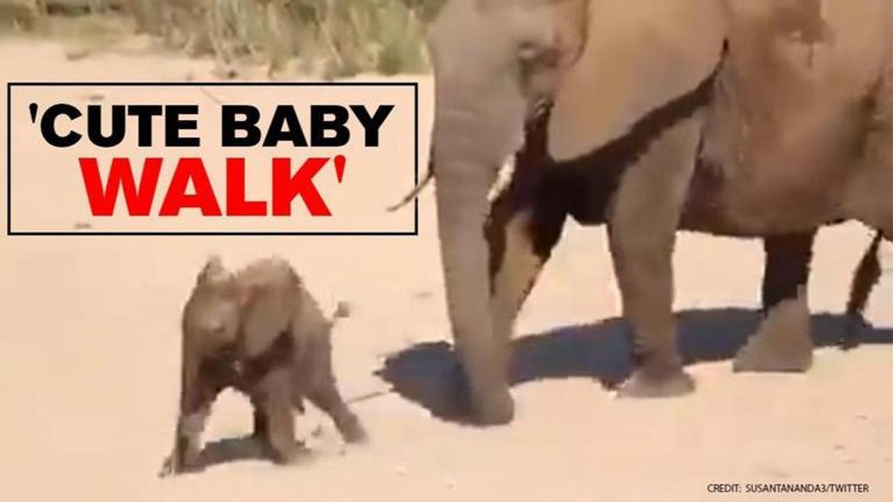 Mischievous baby elephant moves only when egged by mother. Watch