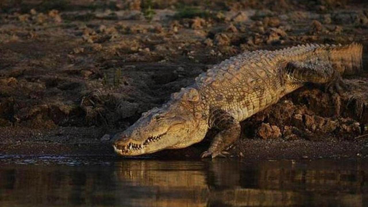 Crocodile population rises In Bhitarkanika National Park