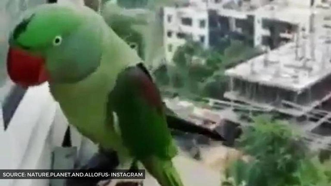 parrot video