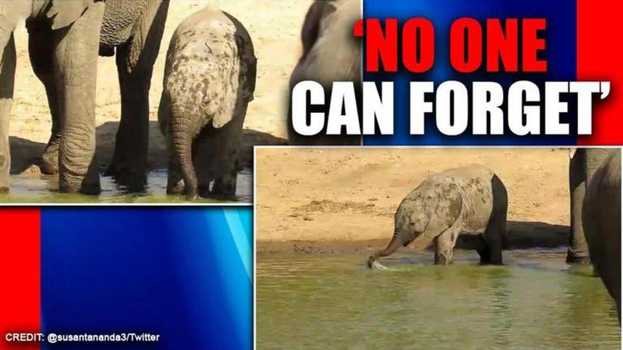 'Unforgettable sight': Elephant calf drinks directly from its mouth. Watch.