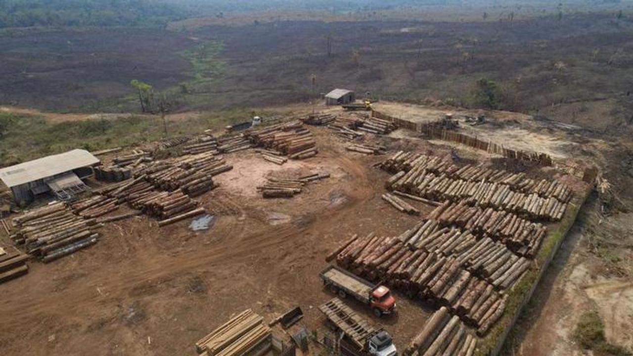 Brazil corporations urge action on illegal logging in Amazon