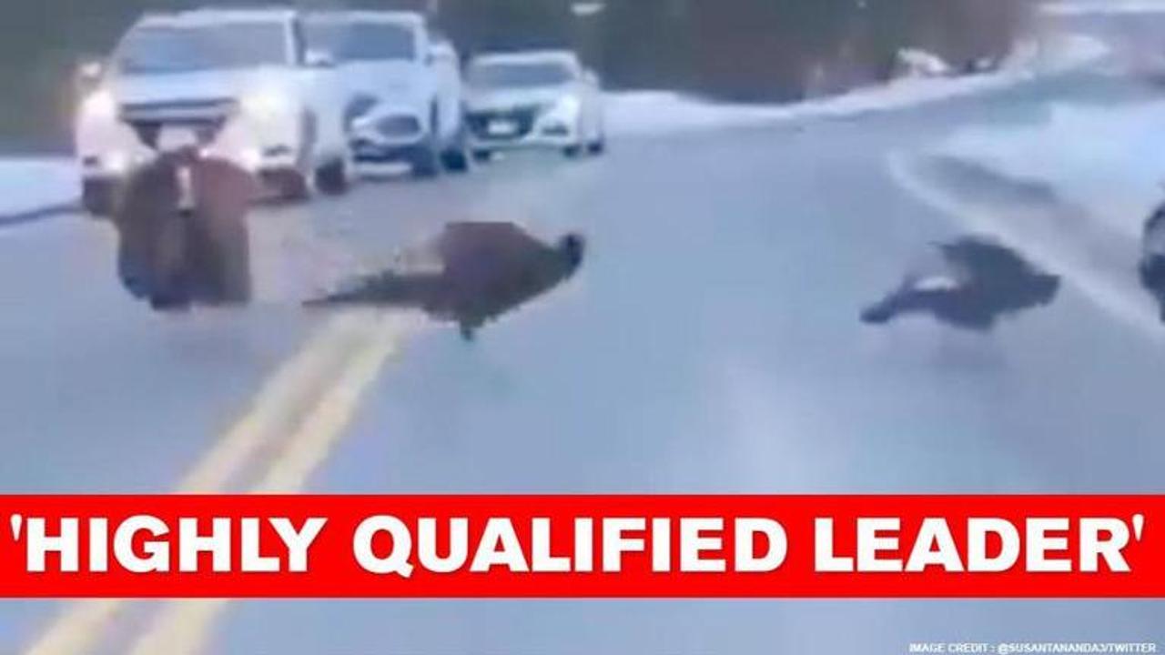 Turkey blocks traffic to facilitate his group crossing highway. Watch