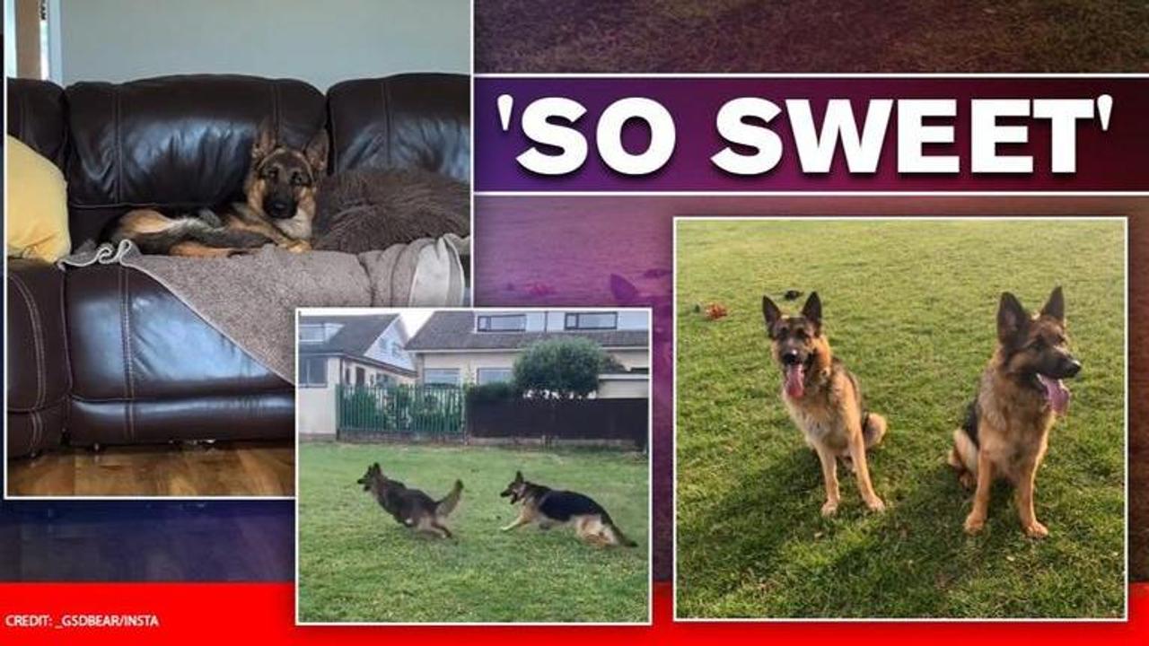 German shepherd besties reunite after 4 months, their love wins internet