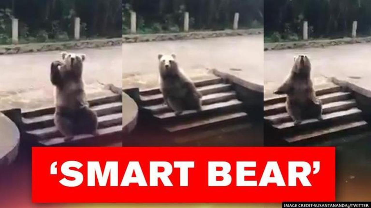 Bear waves at zoo visitors to get food, netizens now want to join him