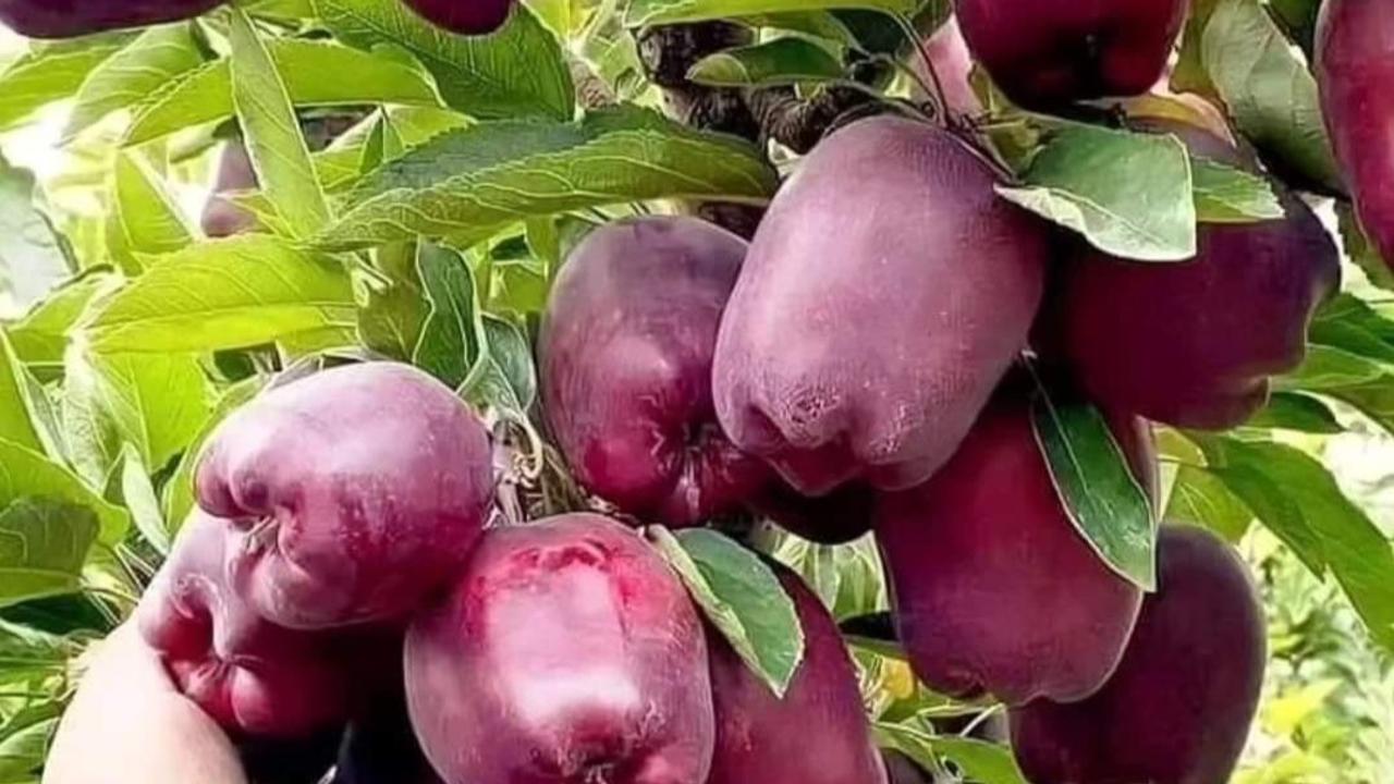 Harmful calcium carbide can’t be used for fruit ripening