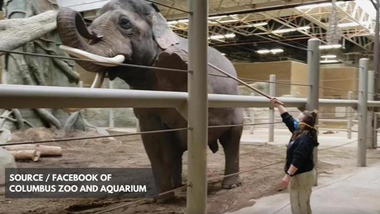 Elephant yoga